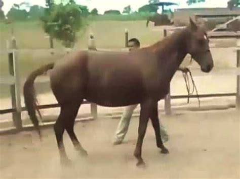 yegua follada|Horse Zoofilia Tube con actualizaciones diarias y porno gratis.